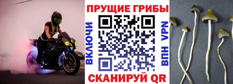 Псилоцибиновые грибы мицелий  Жиздра 